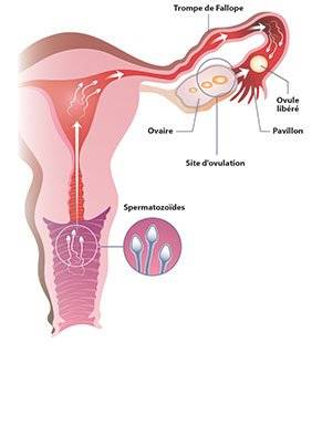 Projet bébé : qu’est-ce qui peut inhiber la conception ?