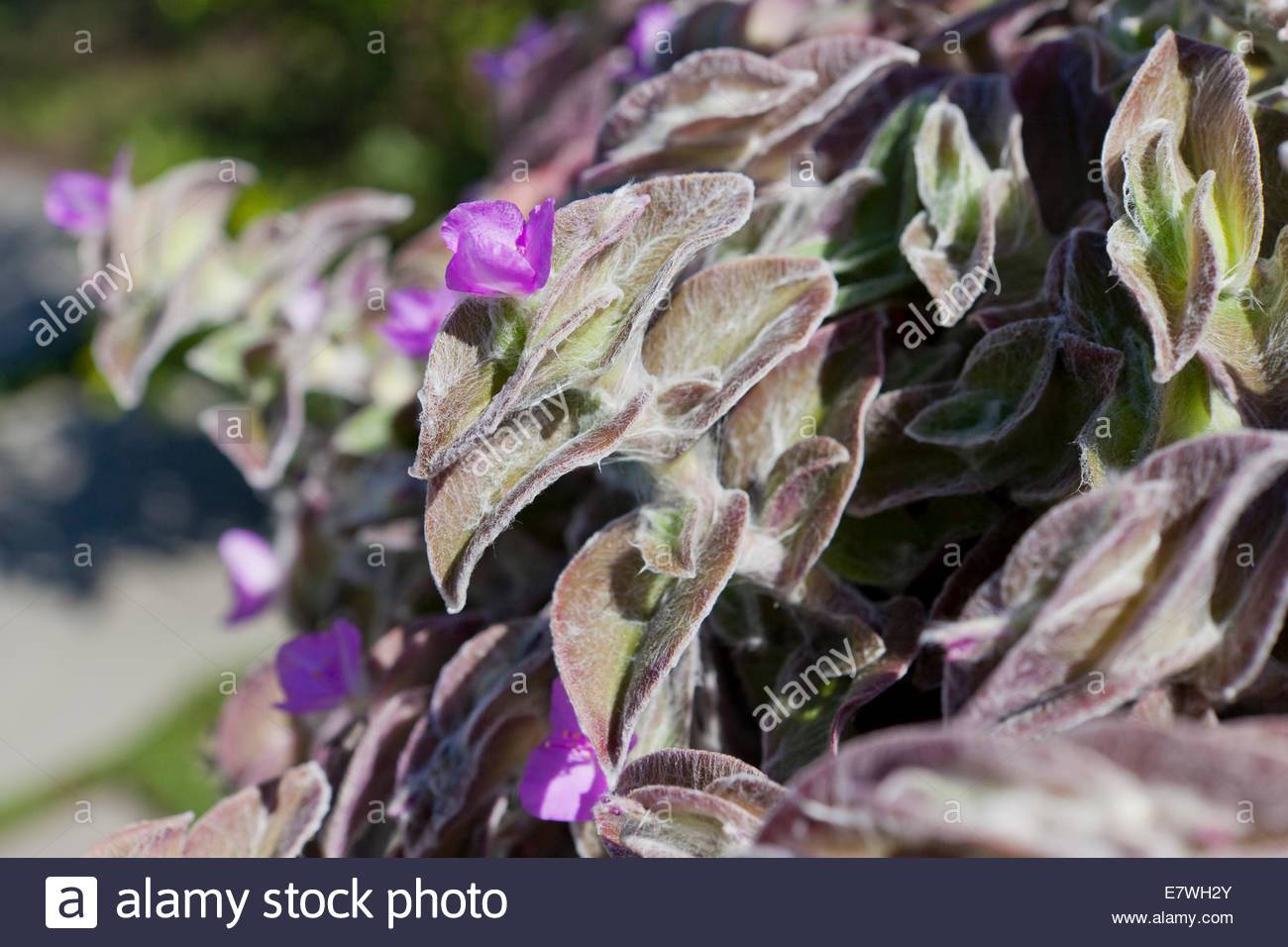 Tradescantia Pale : le Juif errant du coeur pourpre